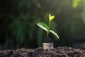Finance Concept,Seedling Growing Money Royalty Free Stock Photo