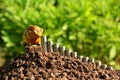 Finance stack coins and piggy bank on nature background Royalty Free Stock Photo