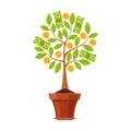 Financial plant. Green tree in pot with leaves, golden flowers coins and dollar cash, business investment profit, saving Royalty Free Stock Photo