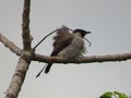 SOOTY-HEADED BULBUL