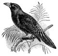 Finch-billed myna I Antique Bird Illustrations