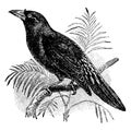 Finch Billed Myna, vintage illustration