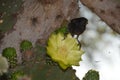 Finch Bird on Cactus Flower Royalty Free Stock Photo