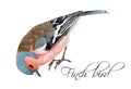 Finch bird illustration