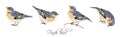 Finch bird illustrations set Royalty Free Stock Photo