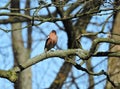 Finch bird, Lithuania Royalty Free Stock Photo