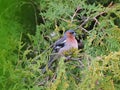 Finch bird, Lithuania Royalty Free Stock Photo