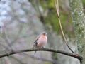 Finch bird, Lithuania Royalty Free Stock Photo