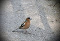 Finch bird Royalty Free Stock Photo