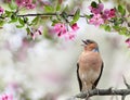Finch bird sings in a blooming spring garden on a branch of a pink apple tree Royalty Free Stock Photo