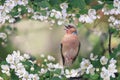 Finch bird sits among the flowering branches of an apple tree in a spring park Royalty Free Stock Photo