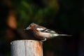 Finch bird sits on woooden post and eats seed Royalty Free Stock Photo