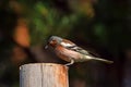 Finch bird sits on woooden post