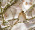 Finch bird sitting on a snow covered tree