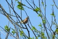 Finch bird on tree branch Royalty Free Stock Photo