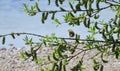 Finch bird on tree branch Royalty Free Stock Photo