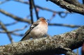 Finch bird Royalty Free Stock Photo