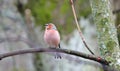 Finch bird on tree branch Royalty Free Stock Photo