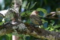 Brown Striped House Finch on Branch 03