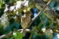 Brown Striped House Finch on Branch 05