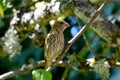 Brown Striped House Finch on Branch 06