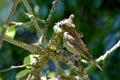 Brown Striped House Finch on Branch 08
