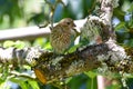Brown Striped House Finch on Branch 13