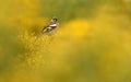 finch among brooms in Gredos Royalty Free Stock Photo