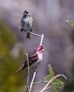 Purple Finch Photo and Image. Finch couple perched on a branch in courtship in the springtime with a blur background in their Royalty Free Stock Photo