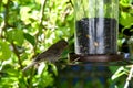 House Finch at Feeder 01