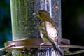 Brown Striped House Finch at Feeder 02