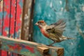 finch flitting between wooden perches in a painted birdcage