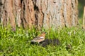 finch among green grass and flowers Royalty Free Stock Photo