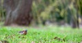 Finch on a green grass Royalty Free Stock Photo