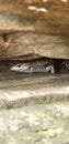 Finch Hatton Gorge Trail Water Skink