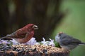 A finch, a junco, a sparrow at the feeder Royalty Free Stock Photo
