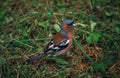 Finch looking for feed in spring in old grass Royalty Free Stock Photo