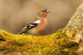 Finch among moss green Royalty Free Stock Photo