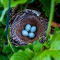 Finch nest with four small blue colored speckled eggs