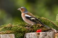 Finch passerine bird mountain Italian europe Royalty Free Stock Photo