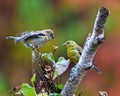 Finch Photo and Image. Two birds close-up side view perched on a birch branch with colourful background in their environment and Royalty Free Stock Photo