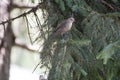 Finch in pine tree