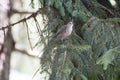 Finch in pine tree