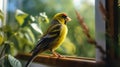 A Finch\'s Perspective: From Perch to Perch