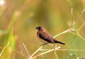 Finch - The scaly-breasted munia or spotted munia Lonchura punctulata