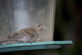 Finch with seed remnants on beak