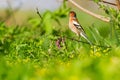 Finch among spring flowers and green grass Royalty Free Stock Photo