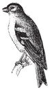 Finch, vintage engraving