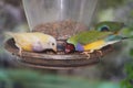 Finches On A Bird Feeder Royalty Free Stock Photo