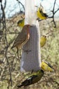 Finches Bird feeding